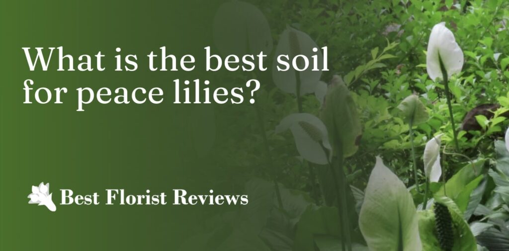 What is the best soil for peace lilies