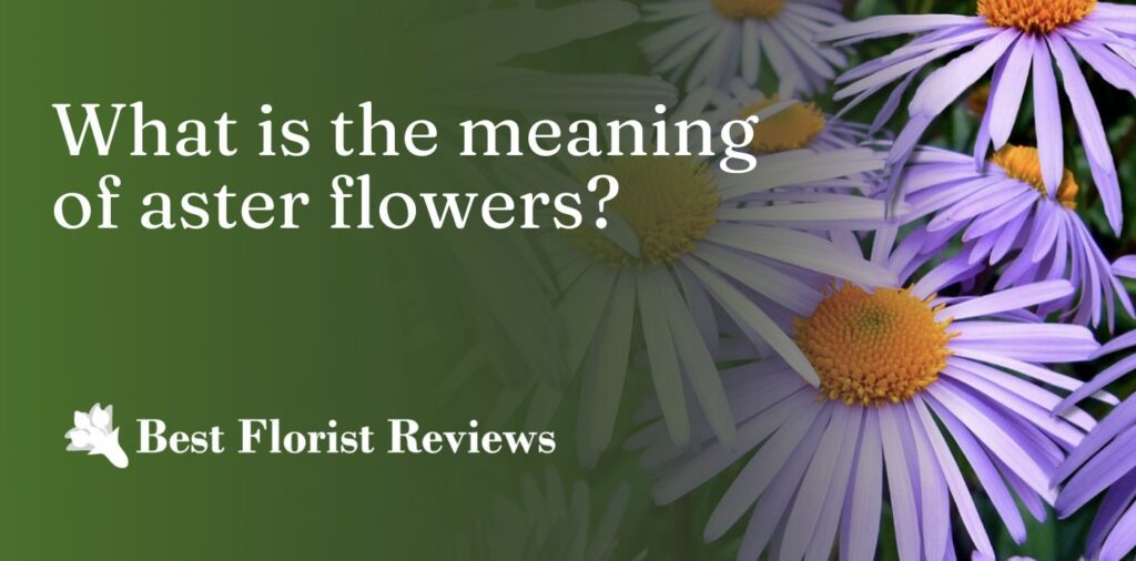 What is the meaning of aster flowers