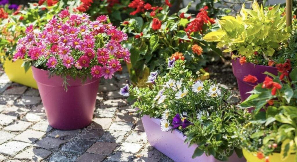 What pot vessel should I use for my Chinese Evergreens