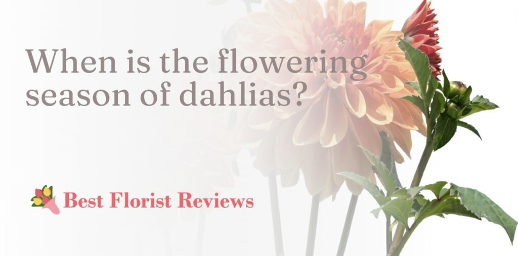 When is the flowering season of dahlias
