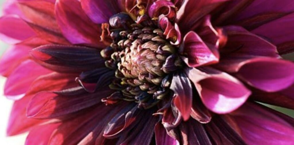 Anemone Dahlias