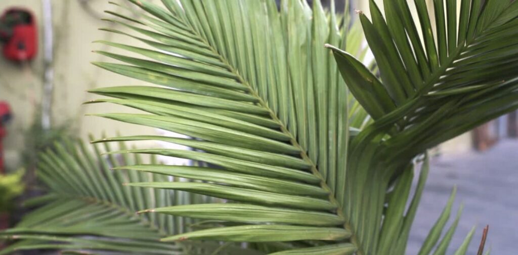 Areca Palm