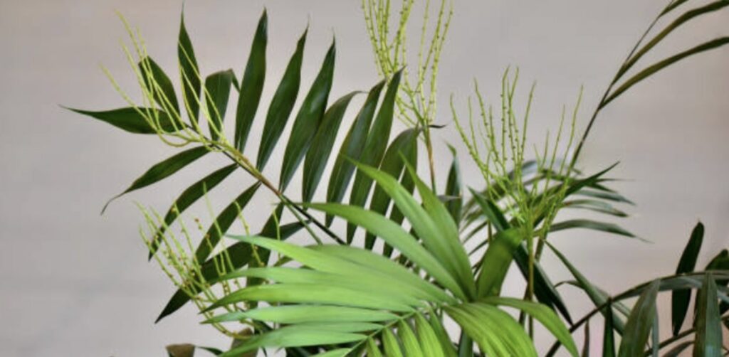 Bamboo Palm