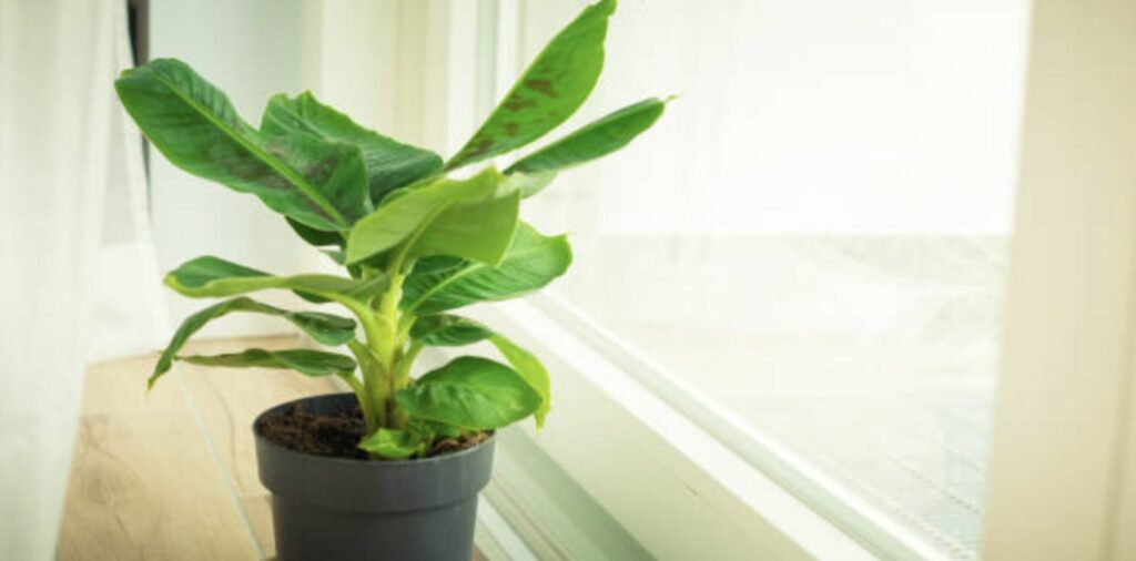 Banana Palm