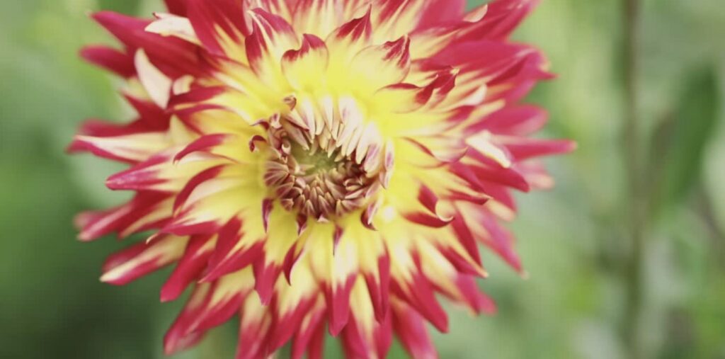 Cactus Dahlias