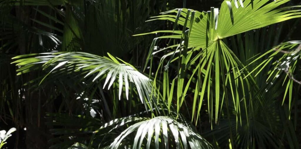 Chinese Fan Palm