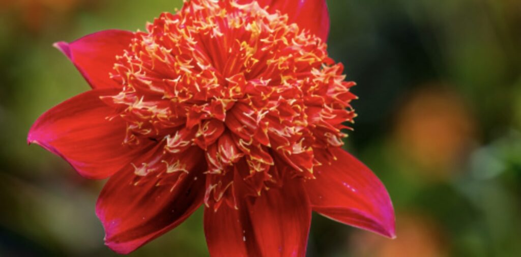 Collarette Dahlias