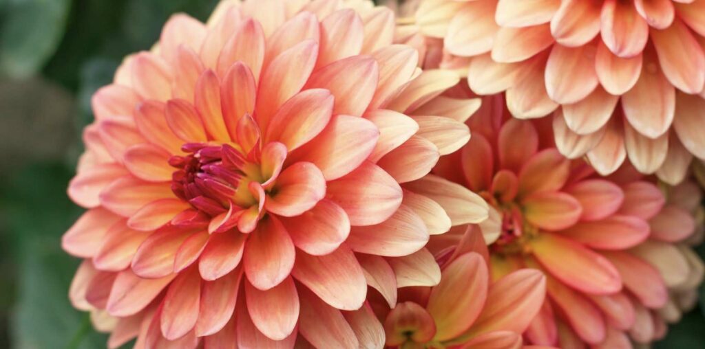 Decorative Dahlias