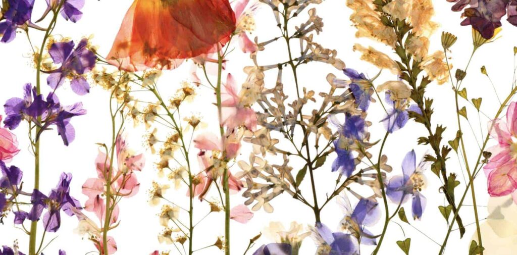 FAQs about Flower Cards