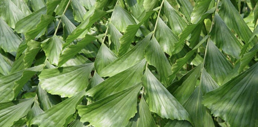 Fishtail Palm