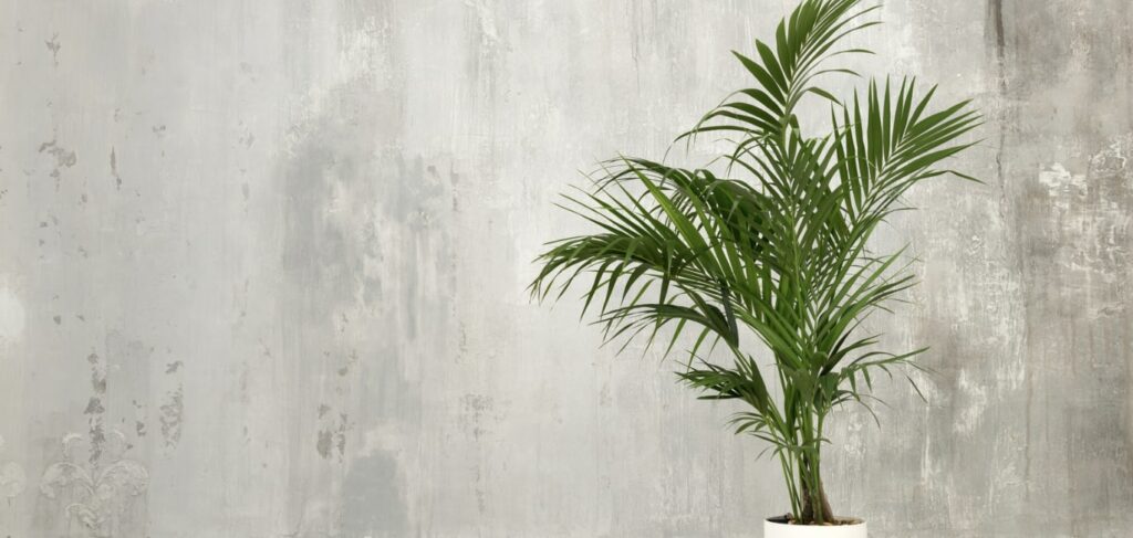 Kentia Palm