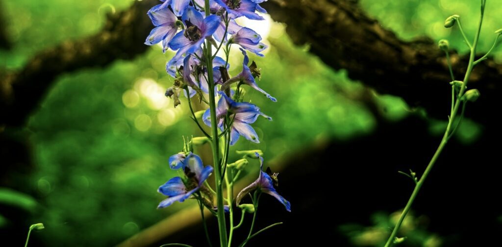 What is the meaning of the larkspur flower? [2023]