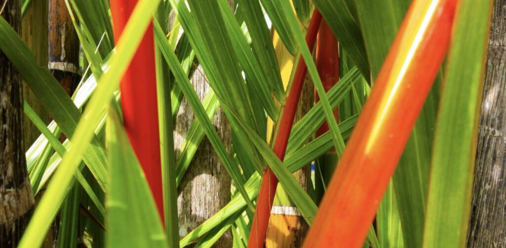Lipstick Palm