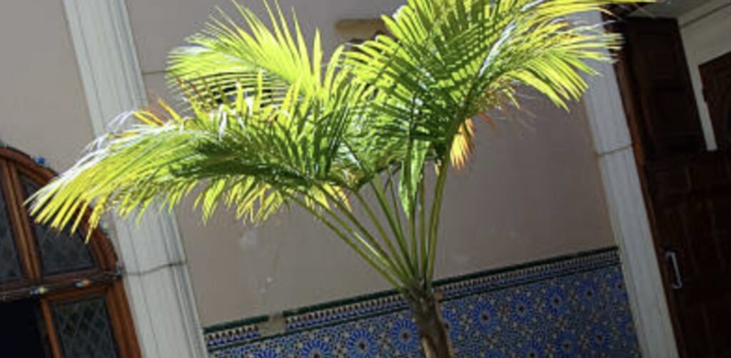 Majesty Palm