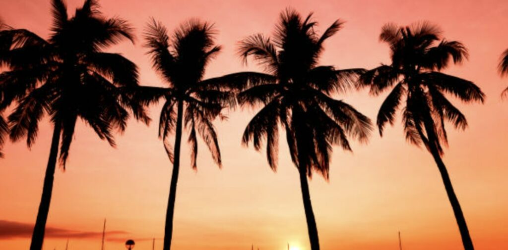 Manila Palm