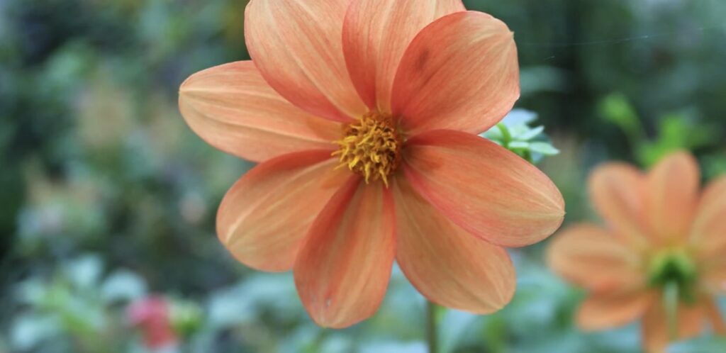 Mignon Dahlias