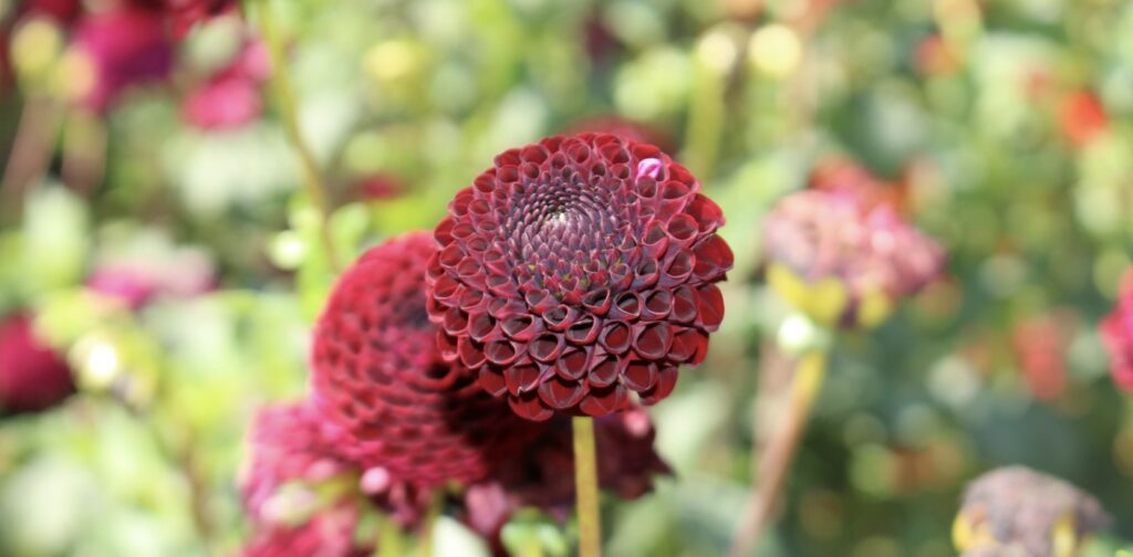 Pompon Dahlias