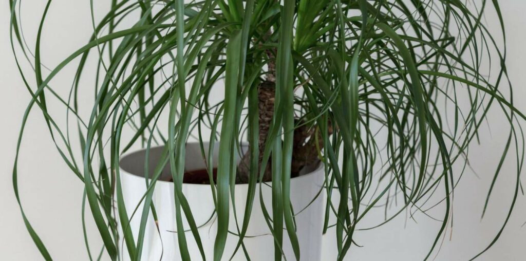 Ponytail Palm