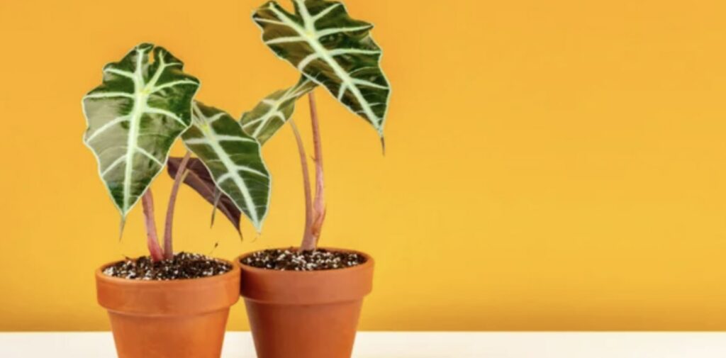 Purple Sword Plant (Alocasia lauterbachiana)