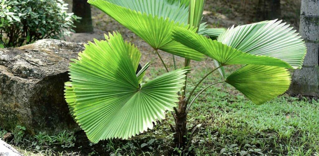 Ruffled Fan Palm