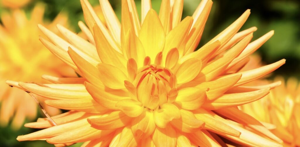 Semi-Cactus Dahlias