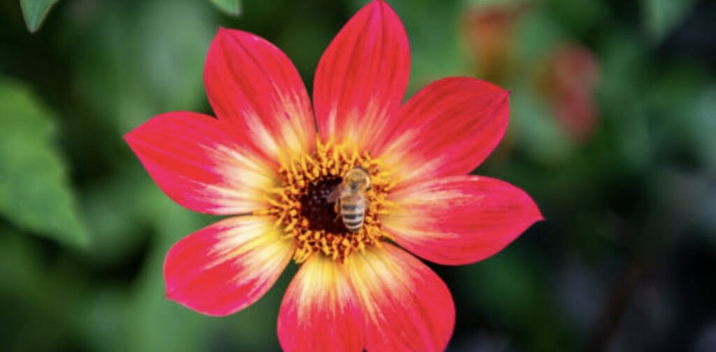 Single Dahlias
