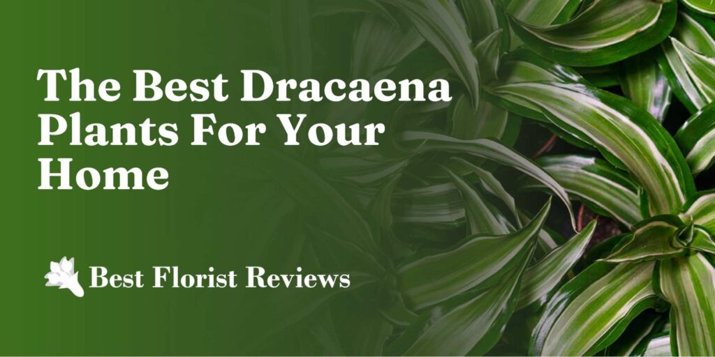 The Best Dracaena Plants for Your Home