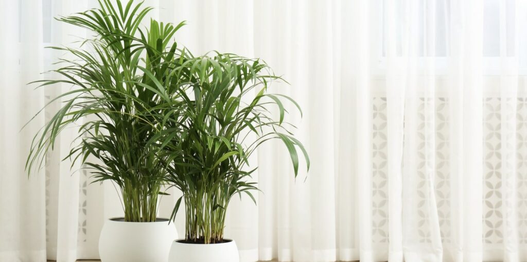 What are the benefits of growing an indoor palm tree