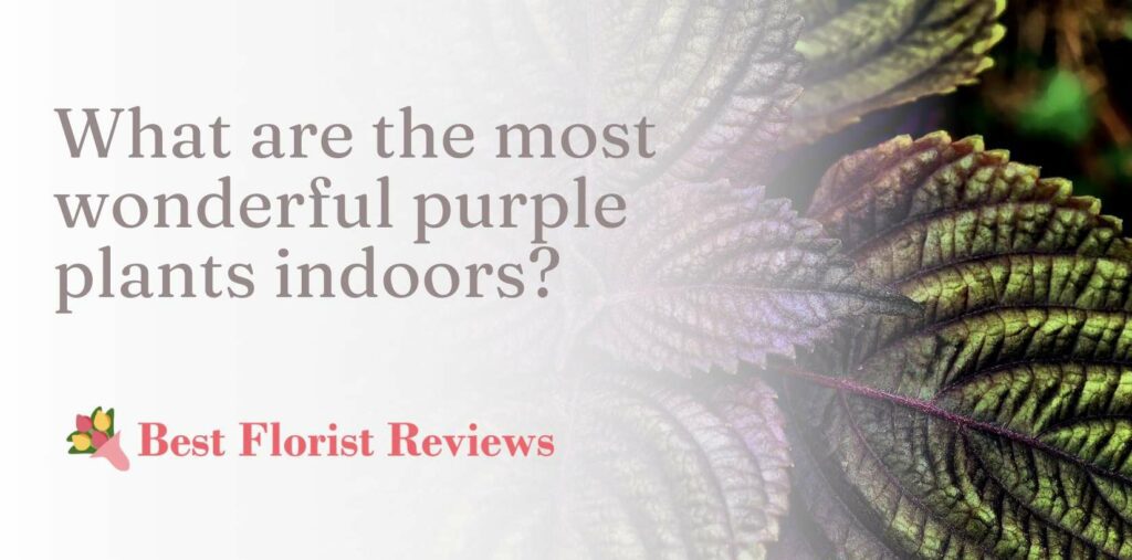 What are the most wonderful purple plants indoors