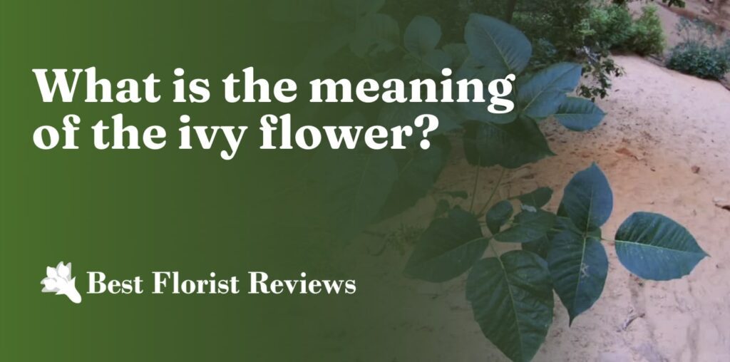 What is the meaning of the ivy flower