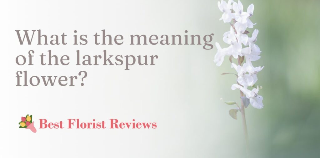 What is the meaning of the larkspur flower