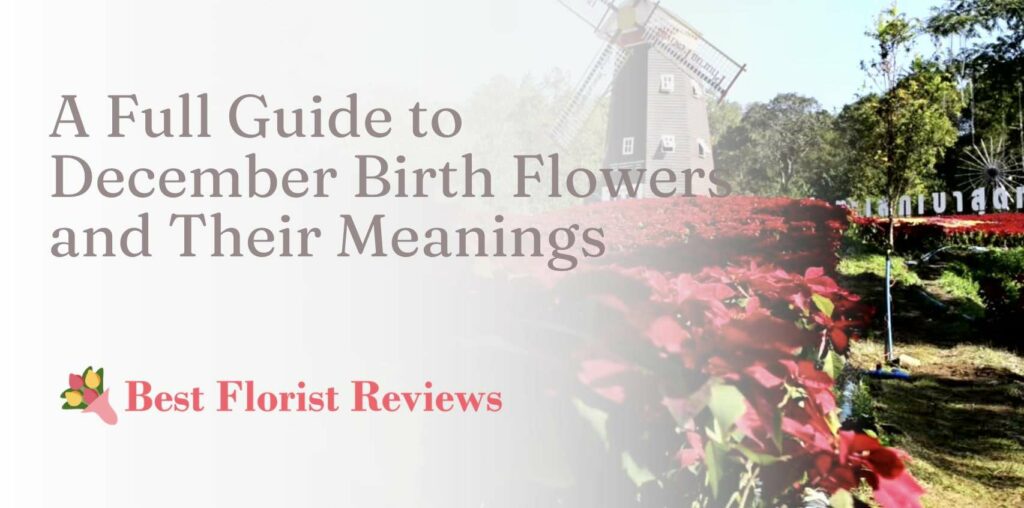 A Full Guide to December Birth Flowers and Their Meanings