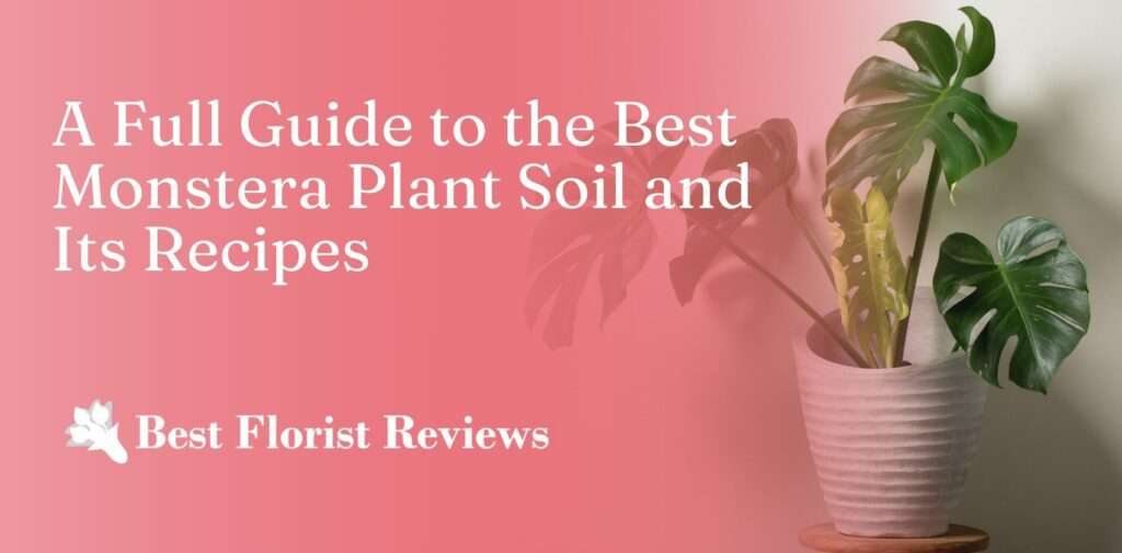 A Full Guide to Mixing the Best Soil for Your Monstera