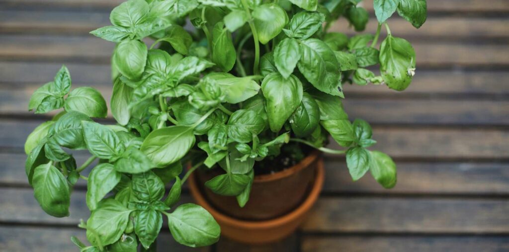Basil