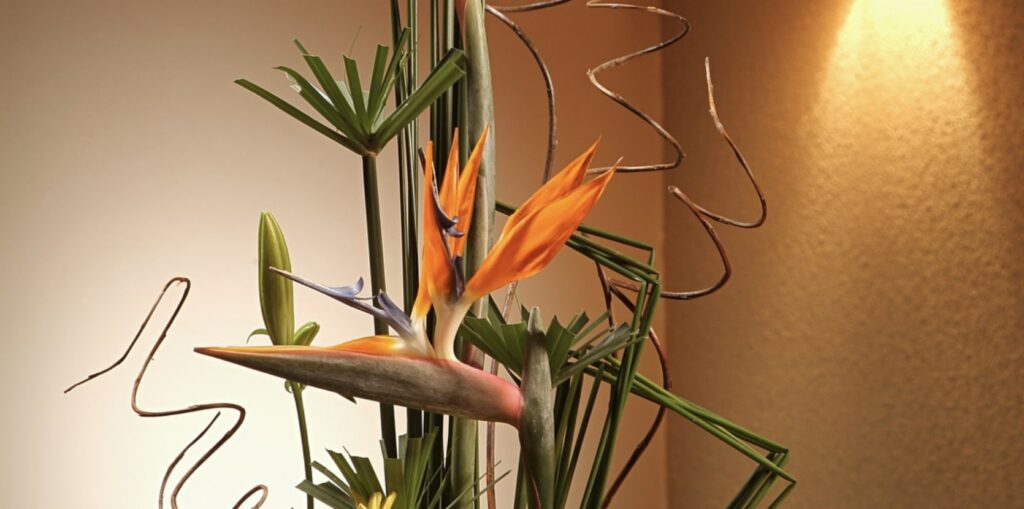Bird of Paradise