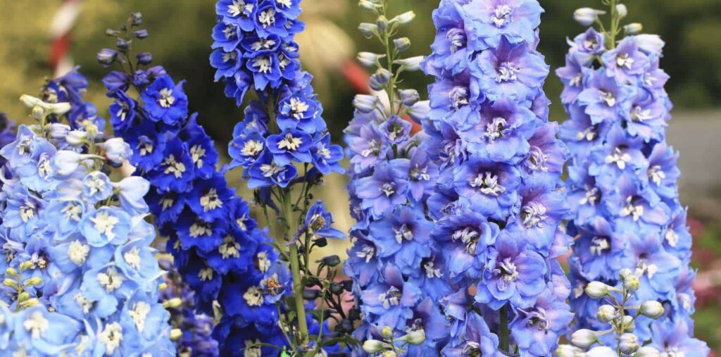 Blue larkspurs express elegance
