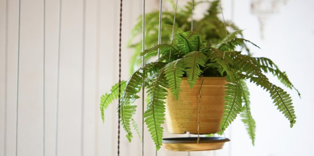 Boston Ferns