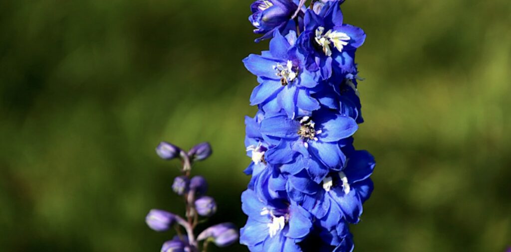 Can you touch the larkspur flower