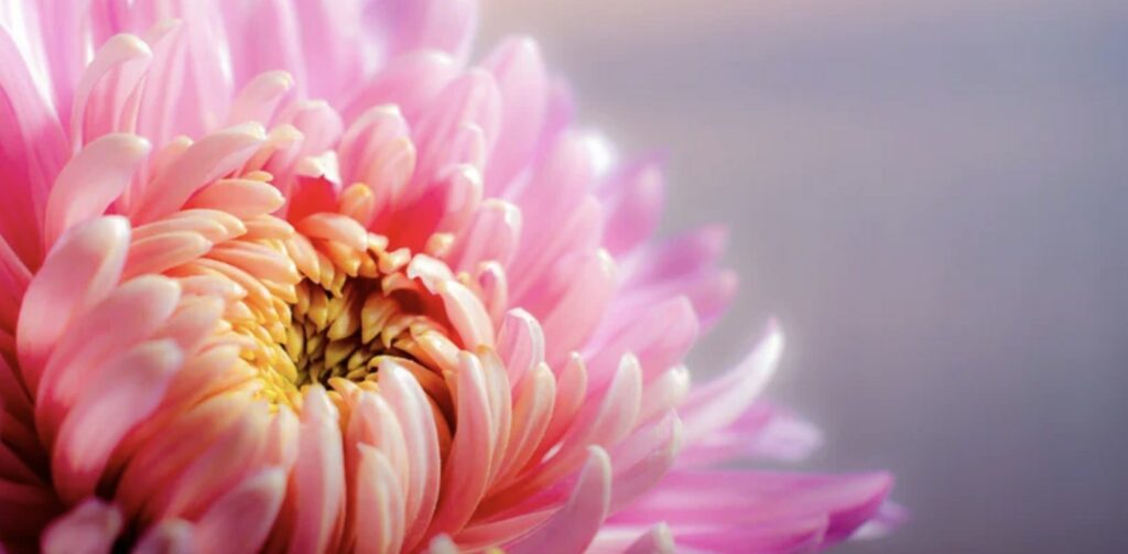 Chrysanthemums