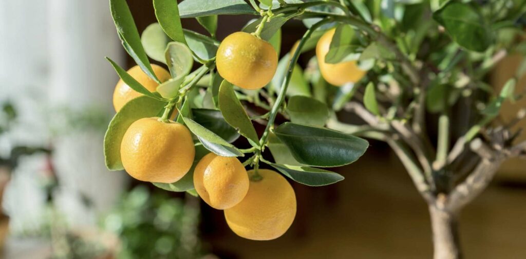 Citrus Tree