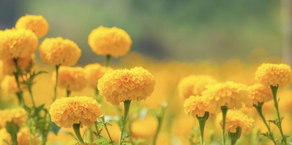 FAQs about the Marigold Flower