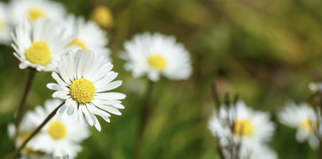 General Information about the Daisy