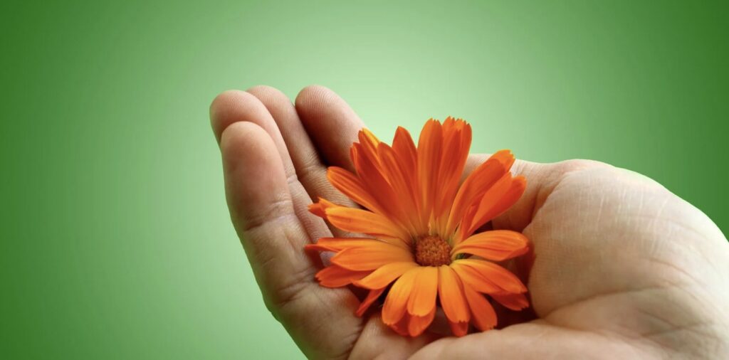 How do I care for the daisy flower
