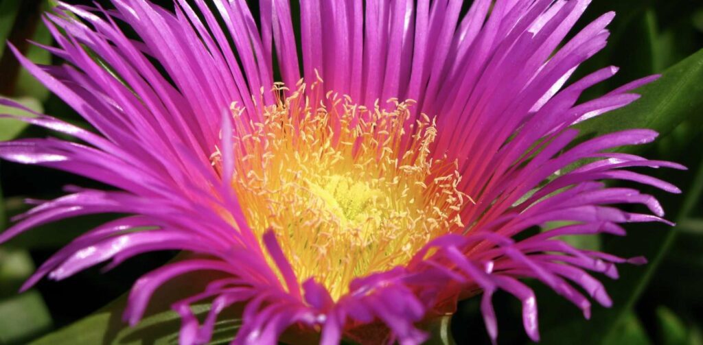 How do some cultures & faiths regard water lilies