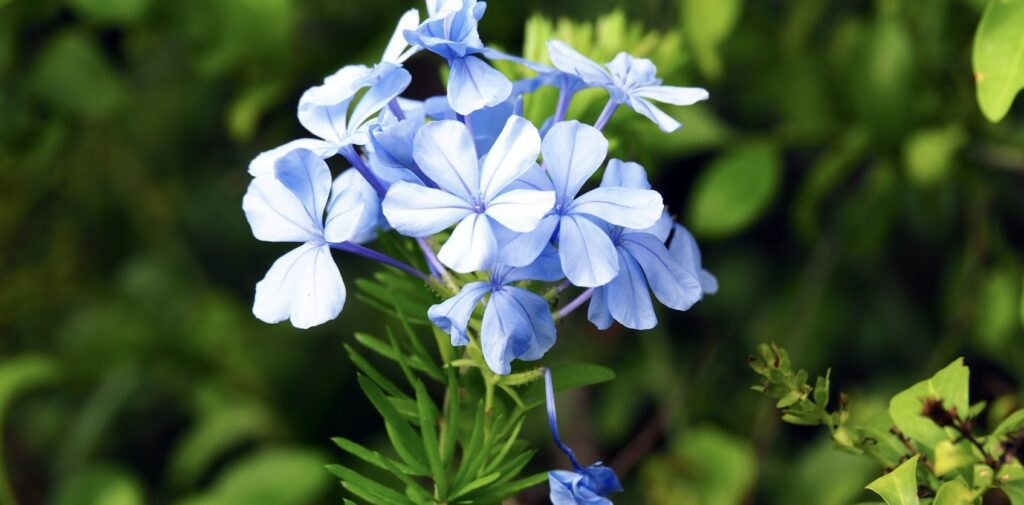 How do various cultures & faiths regard larkspurs