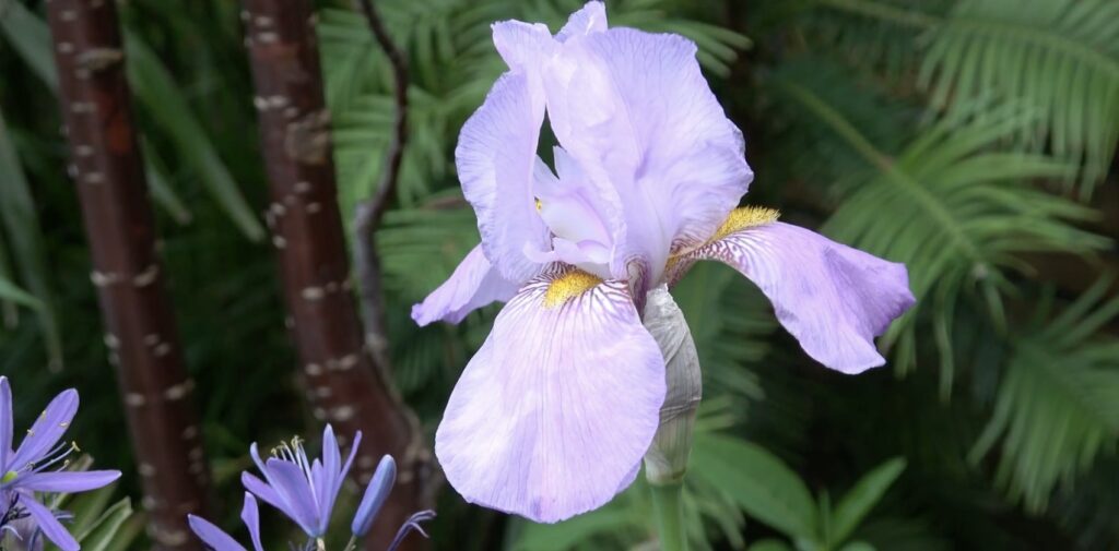 How is the iris flower regarded by different cultures