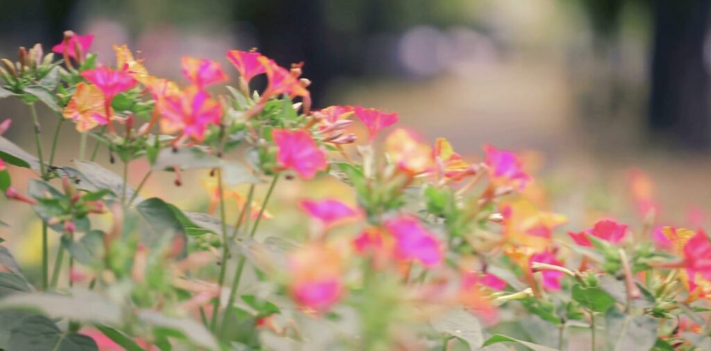 How is the primrose flower regarded by different cultures