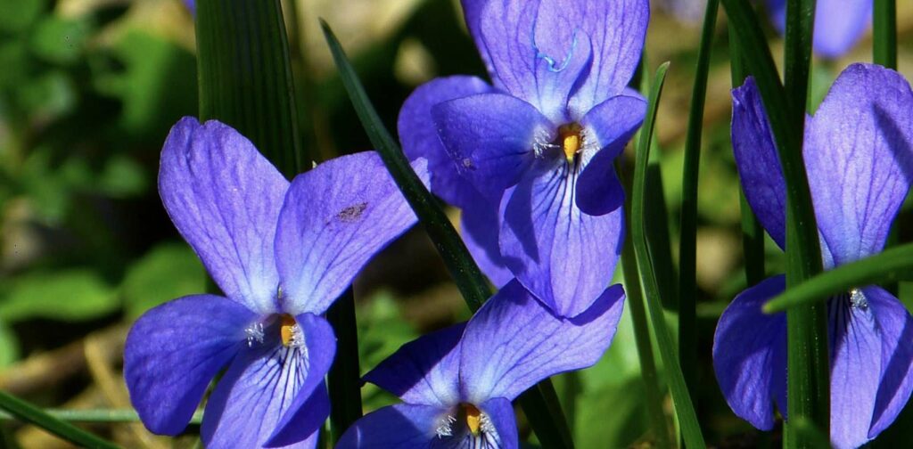 How is the violet flower regarded by different cultures