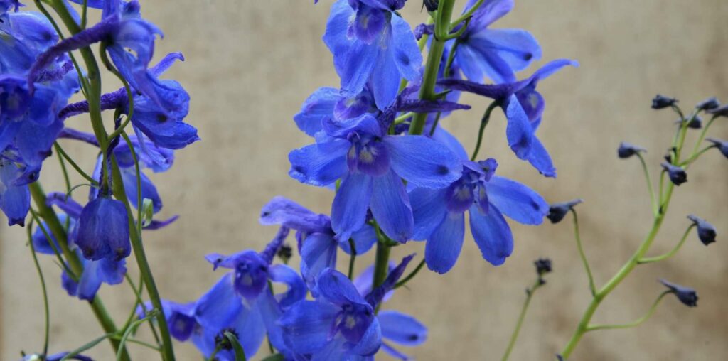 How long do larkspur flowers last