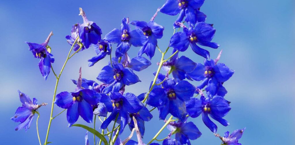 Larkspur is a sign of faith and hope to Christians